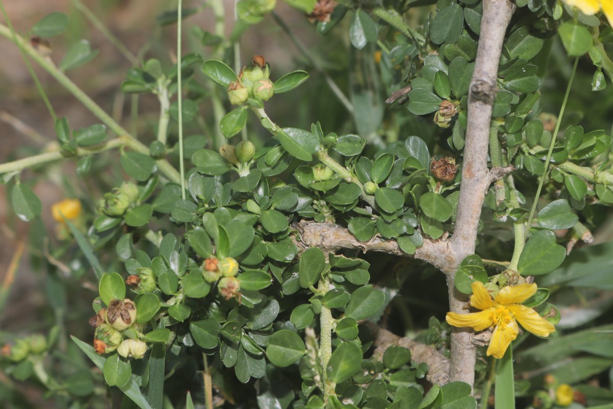 Sida cuneifolia Roxb.