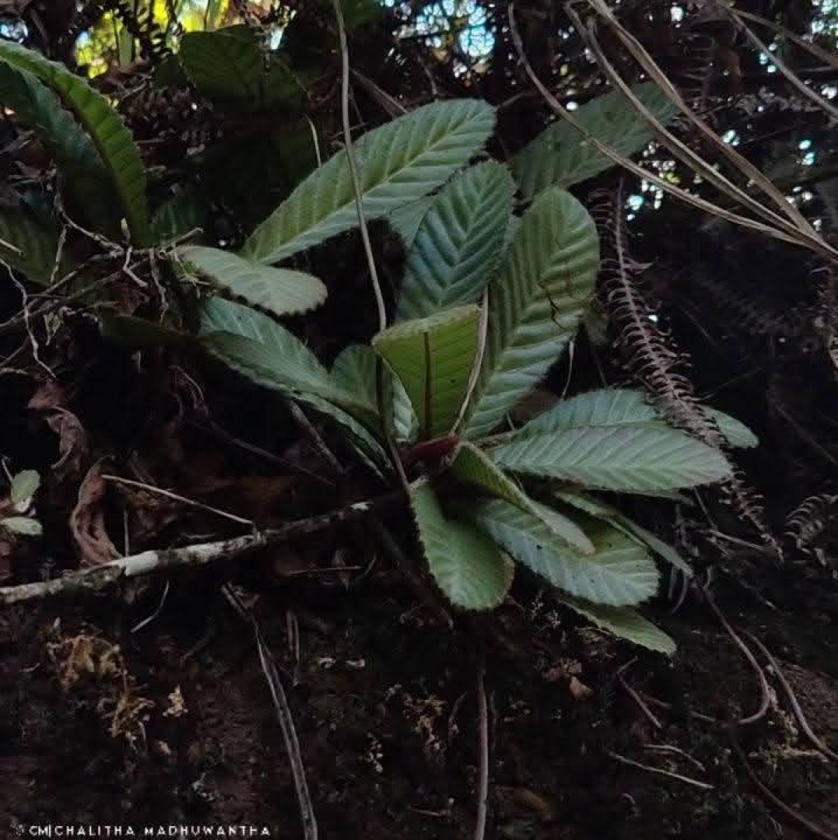 Acrotrema uniflorum var. uniflorum
