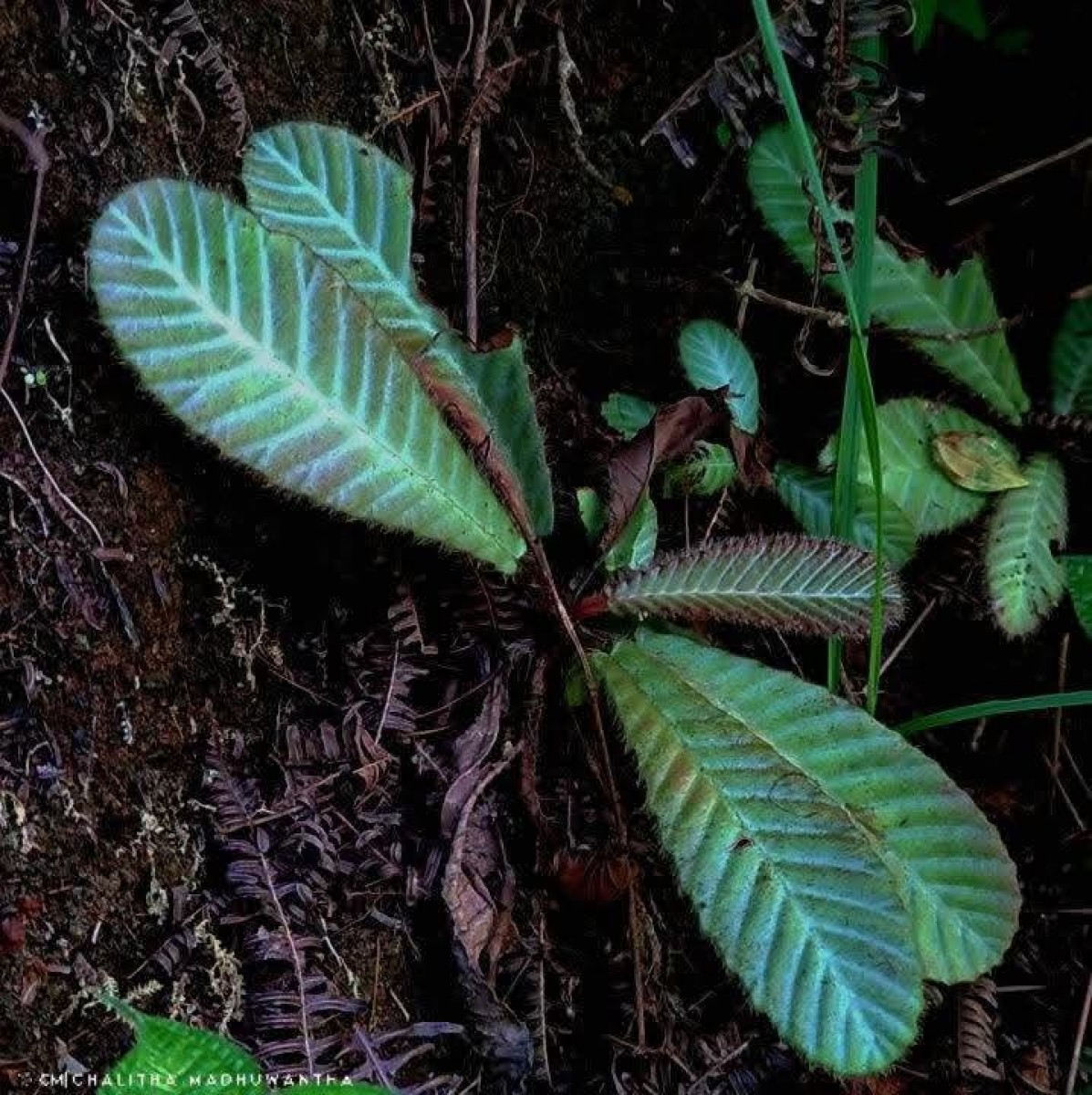 Acrotrema uniflorum var. uniflorum