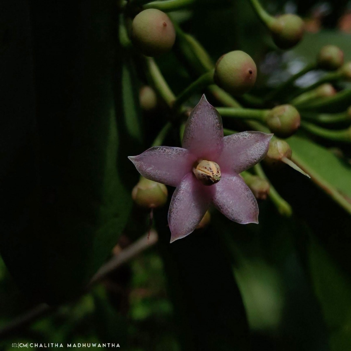 Ardisia elliptica Thunb.