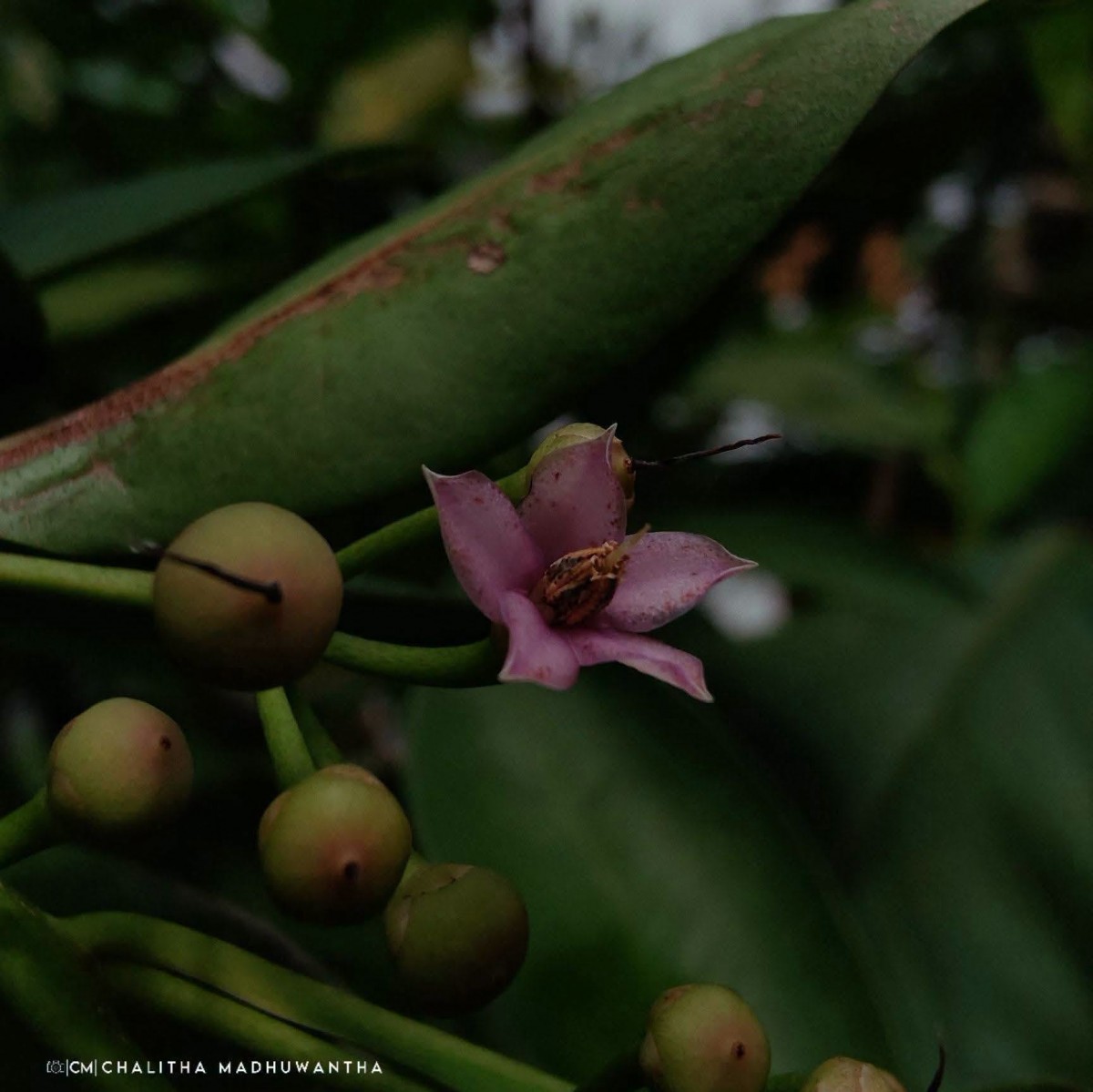 Ardisia elliptica Thunb.