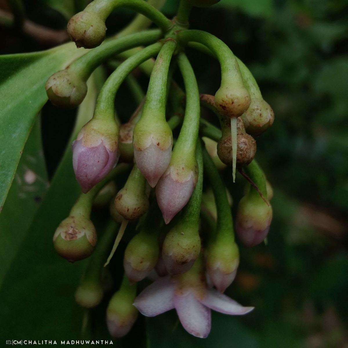 Ardisia elliptica Thunb.
