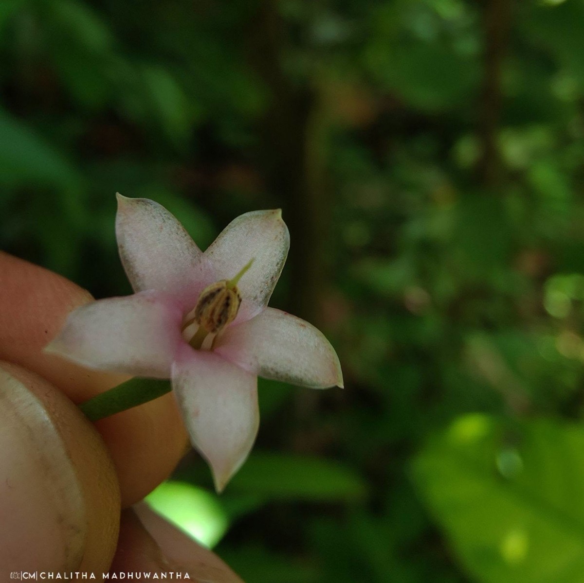 Ardisia elliptica Thunb.
