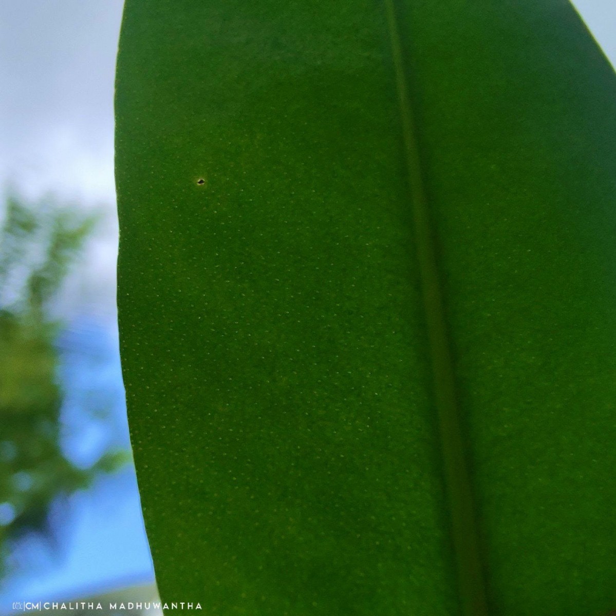Ardisia elliptica Thunb.