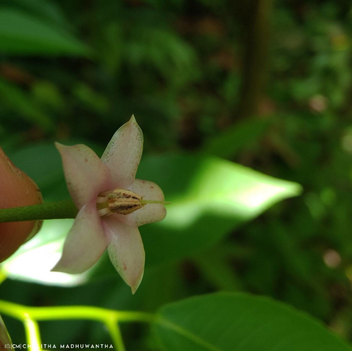 Ardisia elliptica Thunb.