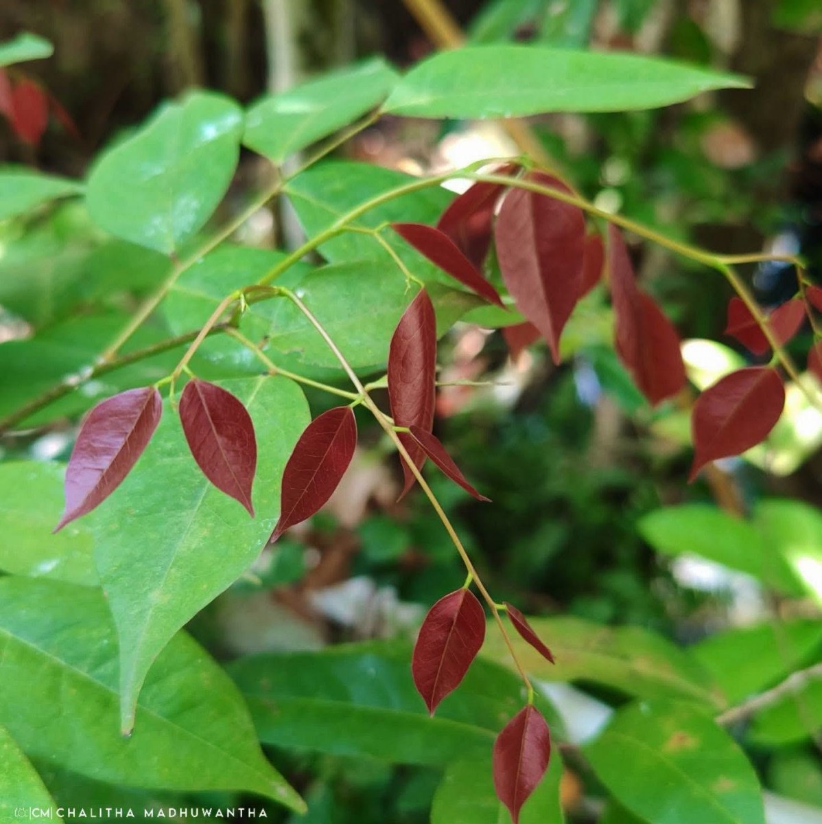 Crudia zeylanica (Thwaites) Benth.