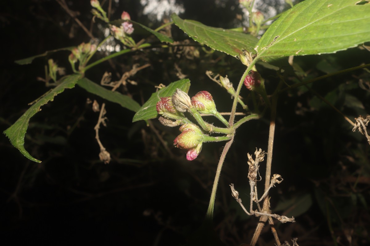 Strobilanthes walkeri Arn. ex Nees