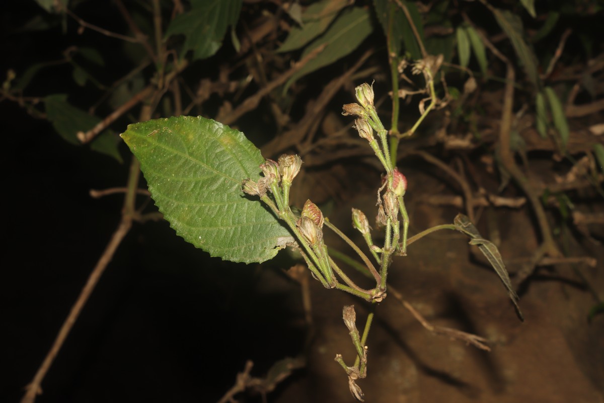 Strobilanthes walkeri Arn. ex Nees
