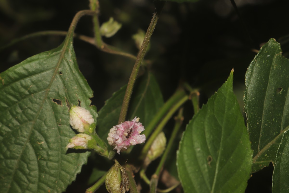 Strobilanthes walkeri Arn. ex Nees