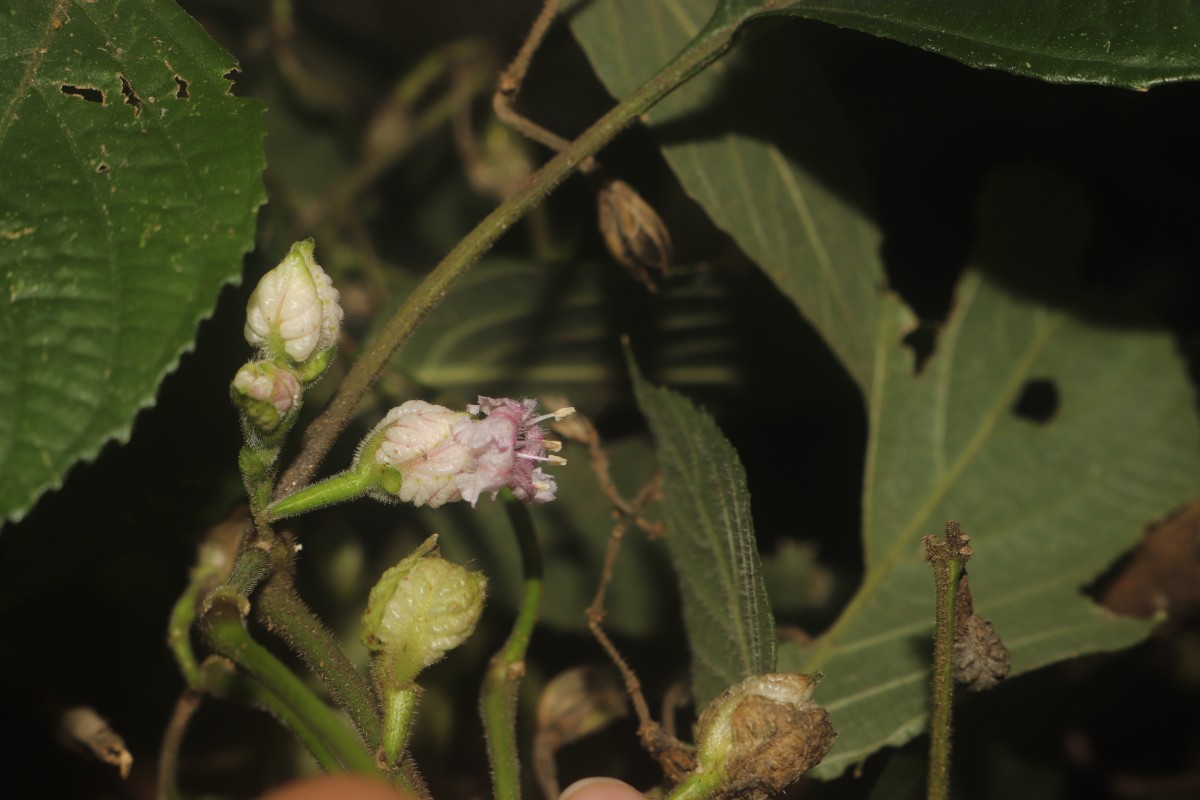 Strobilanthes walkeri Arn. ex Nees