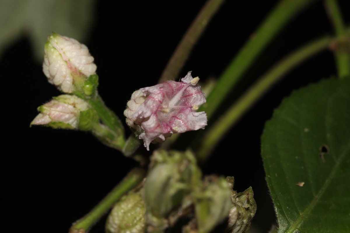 Strobilanthes walkeri Arn. ex Nees