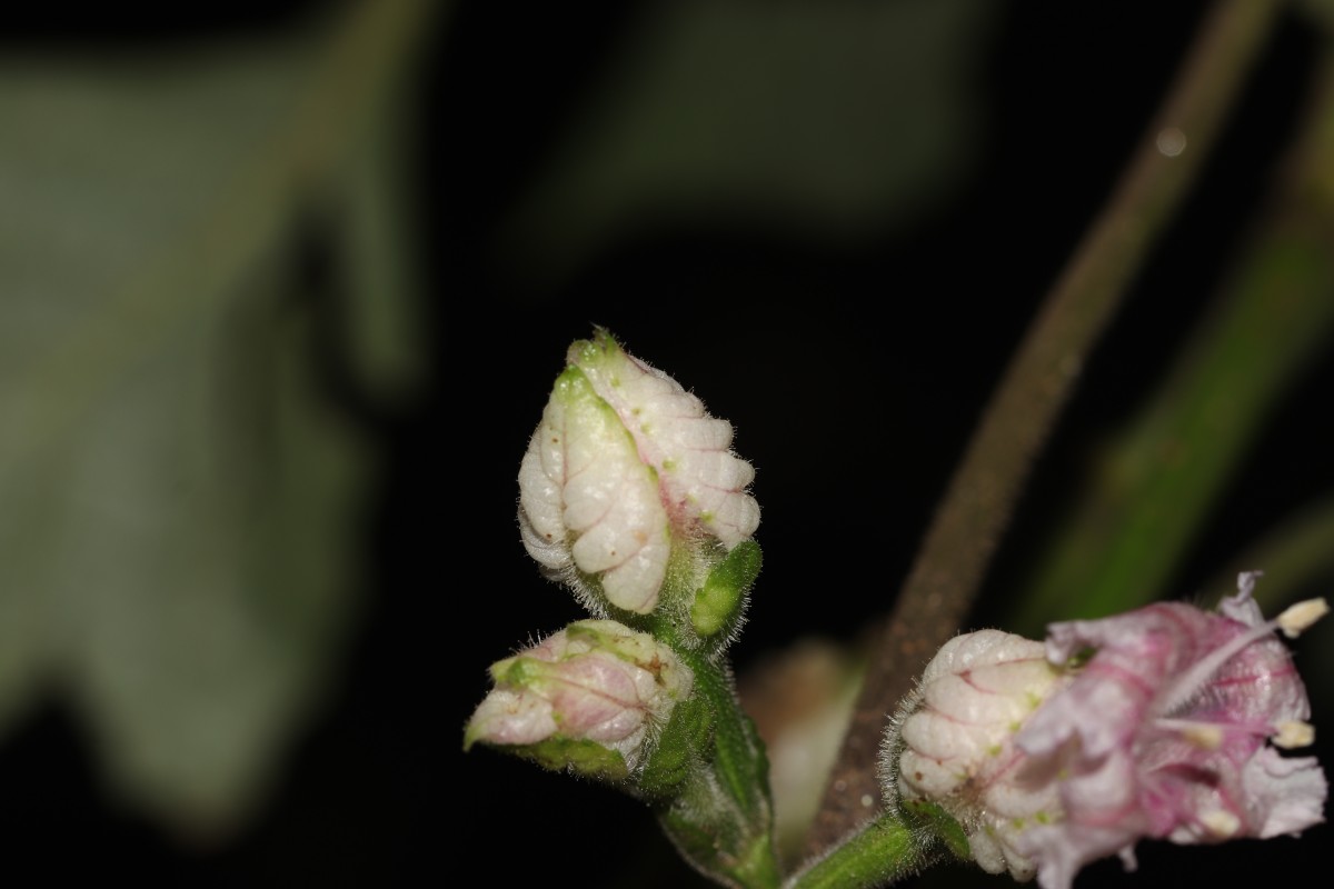 Strobilanthes walkeri Arn. ex Nees