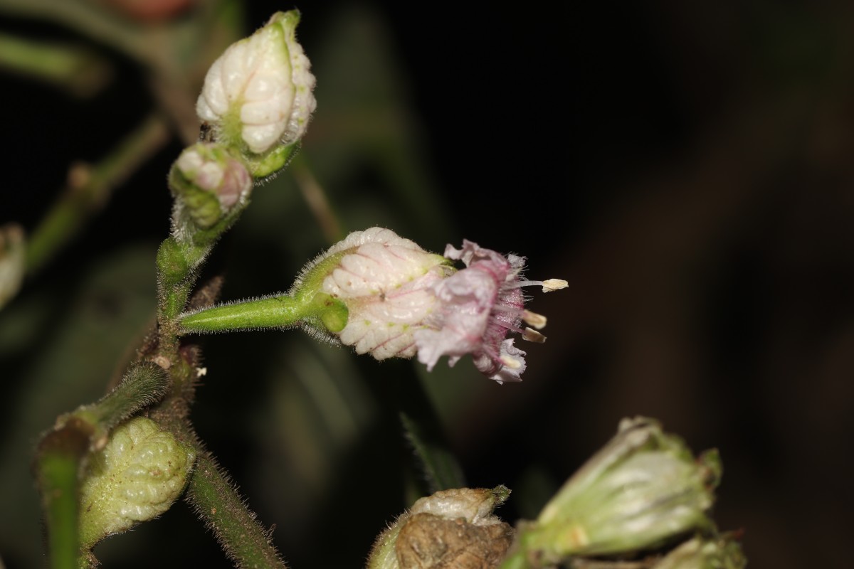 Strobilanthes walkeri Arn. ex Nees