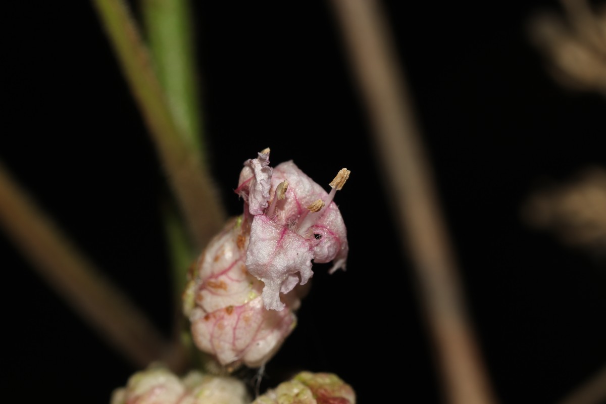 Strobilanthes walkeri Arn. ex Nees