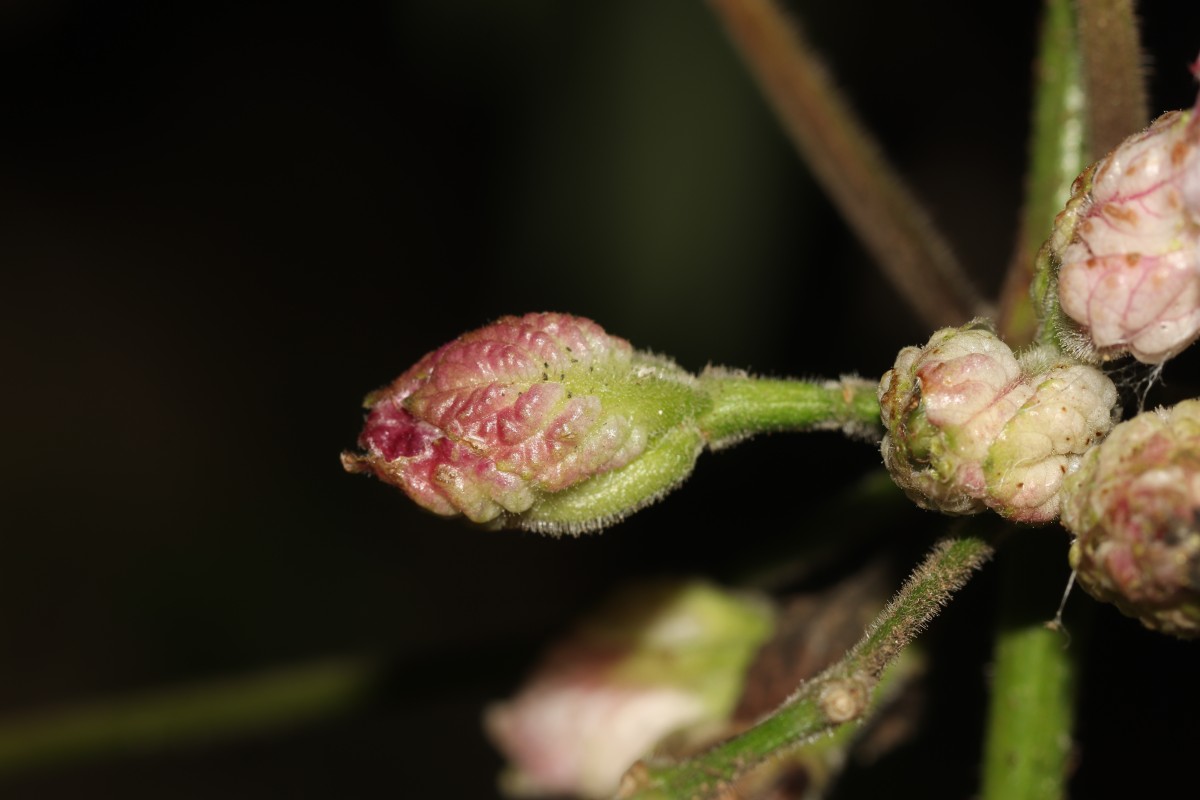 Strobilanthes walkeri Arn. ex Nees
