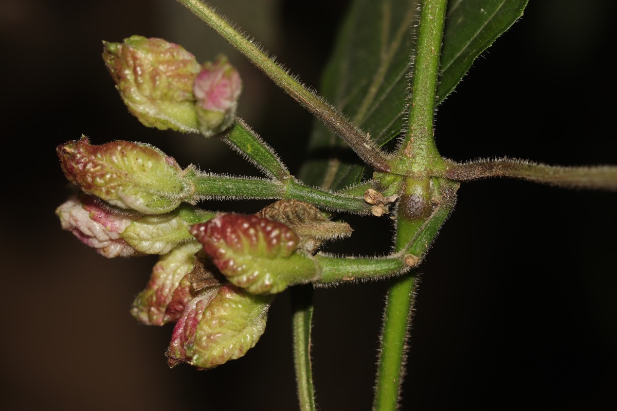 Strobilanthes walkeri Arn. ex Nees