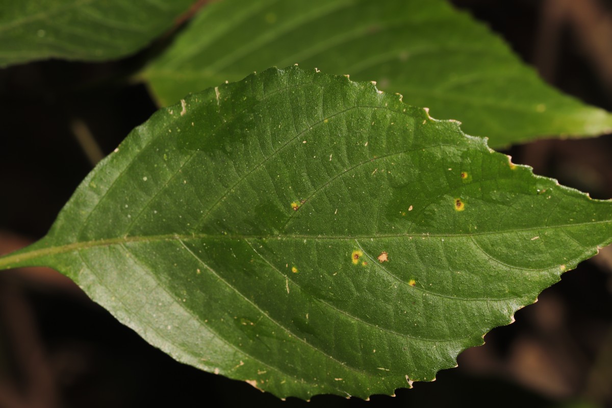 Strobilanthes walkeri Arn. ex Nees