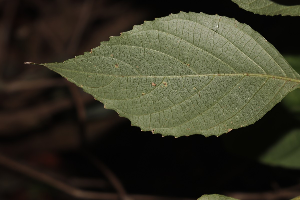 Strobilanthes walkeri Arn. ex Nees