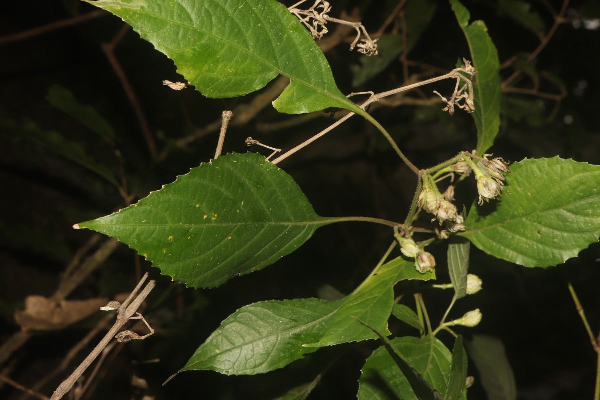 Strobilanthes walkeri Arn. ex Nees