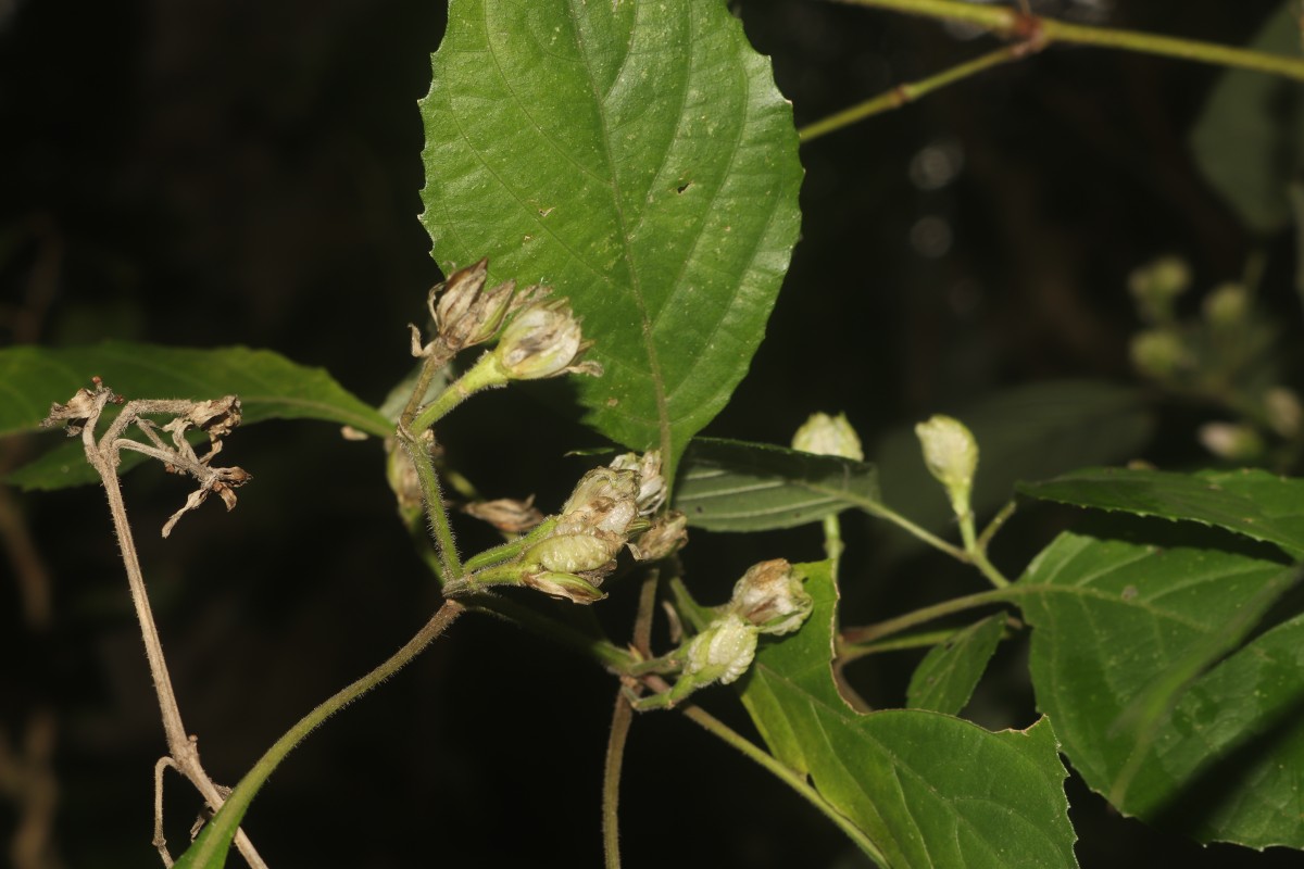 Strobilanthes walkeri Arn. ex Nees
