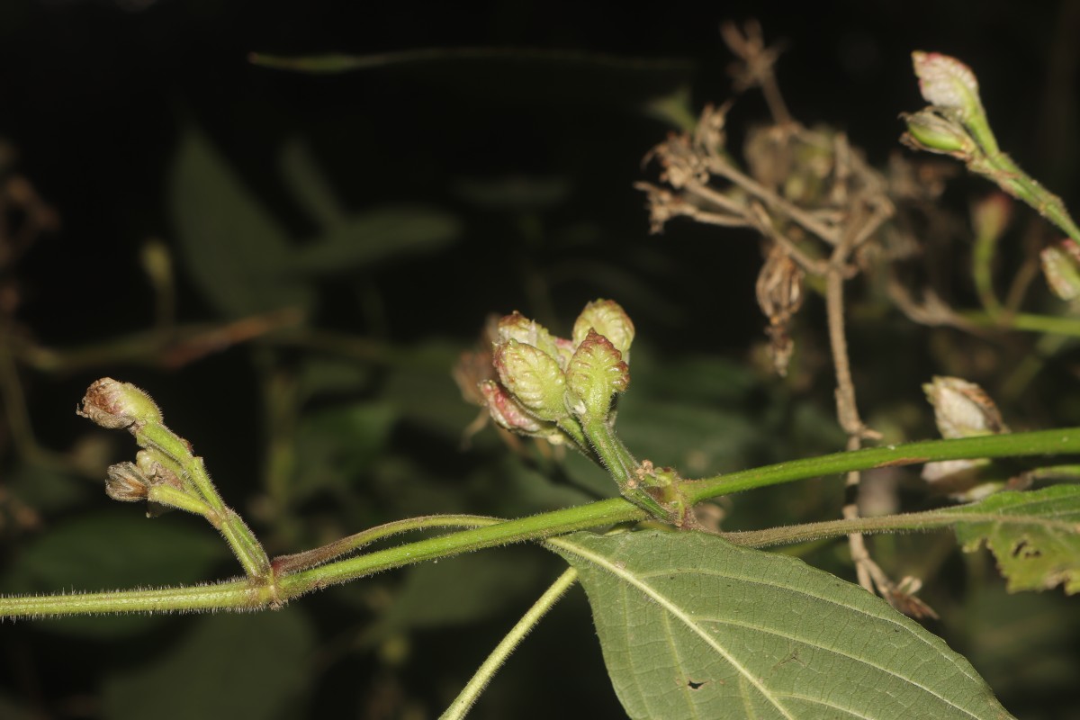 Strobilanthes walkeri Arn. ex Nees