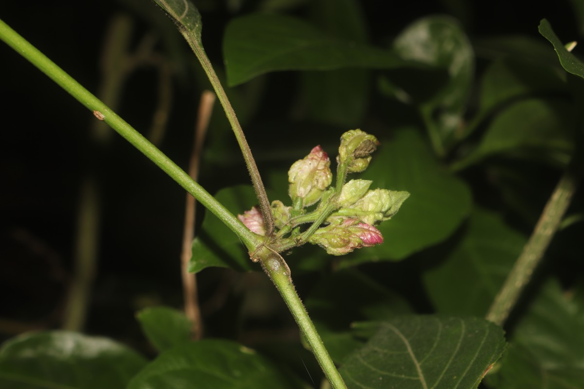 Strobilanthes walkeri Arn. ex Nees