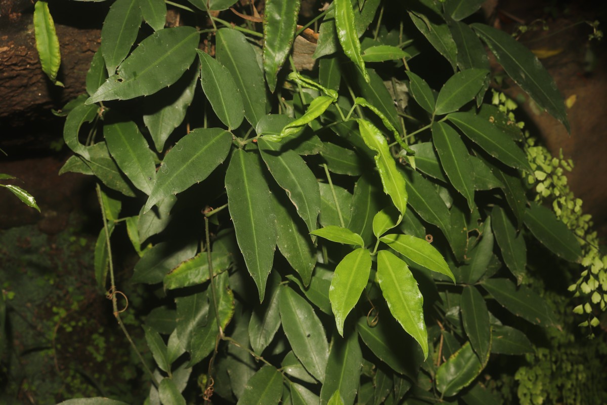 Strobilanthes walkeri Arn. ex Nees