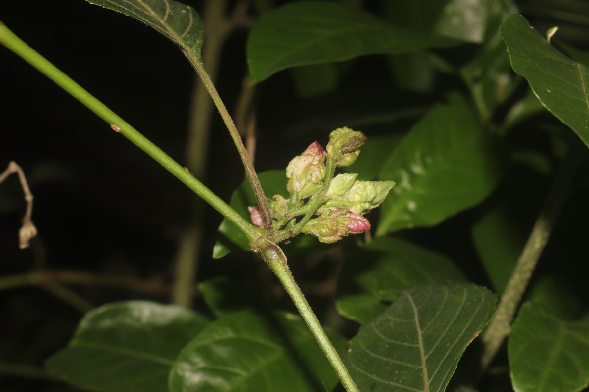 Strobilanthes walkeri Arn. ex Nees