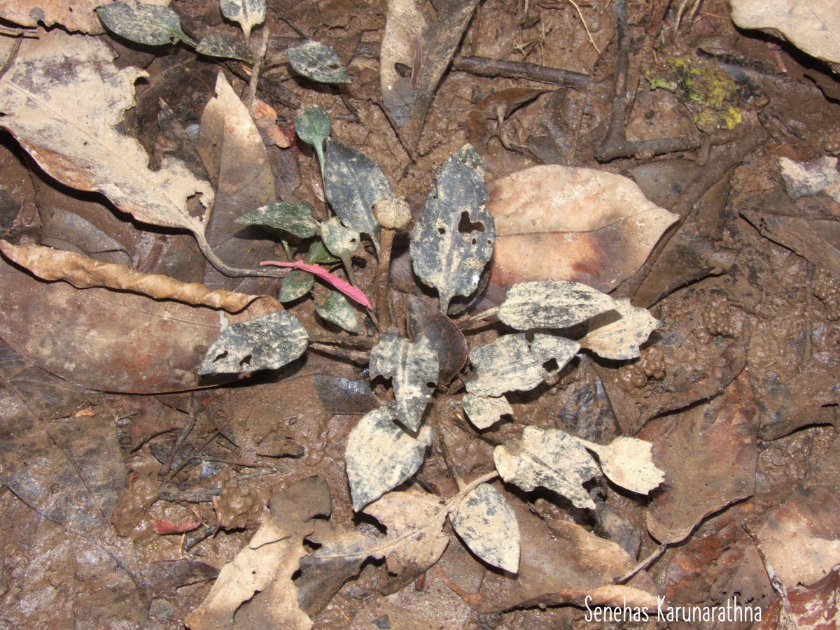 Cryptocoryne alba de Wit