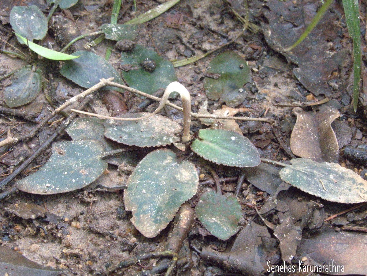 Cryptocoryne alba de Wit