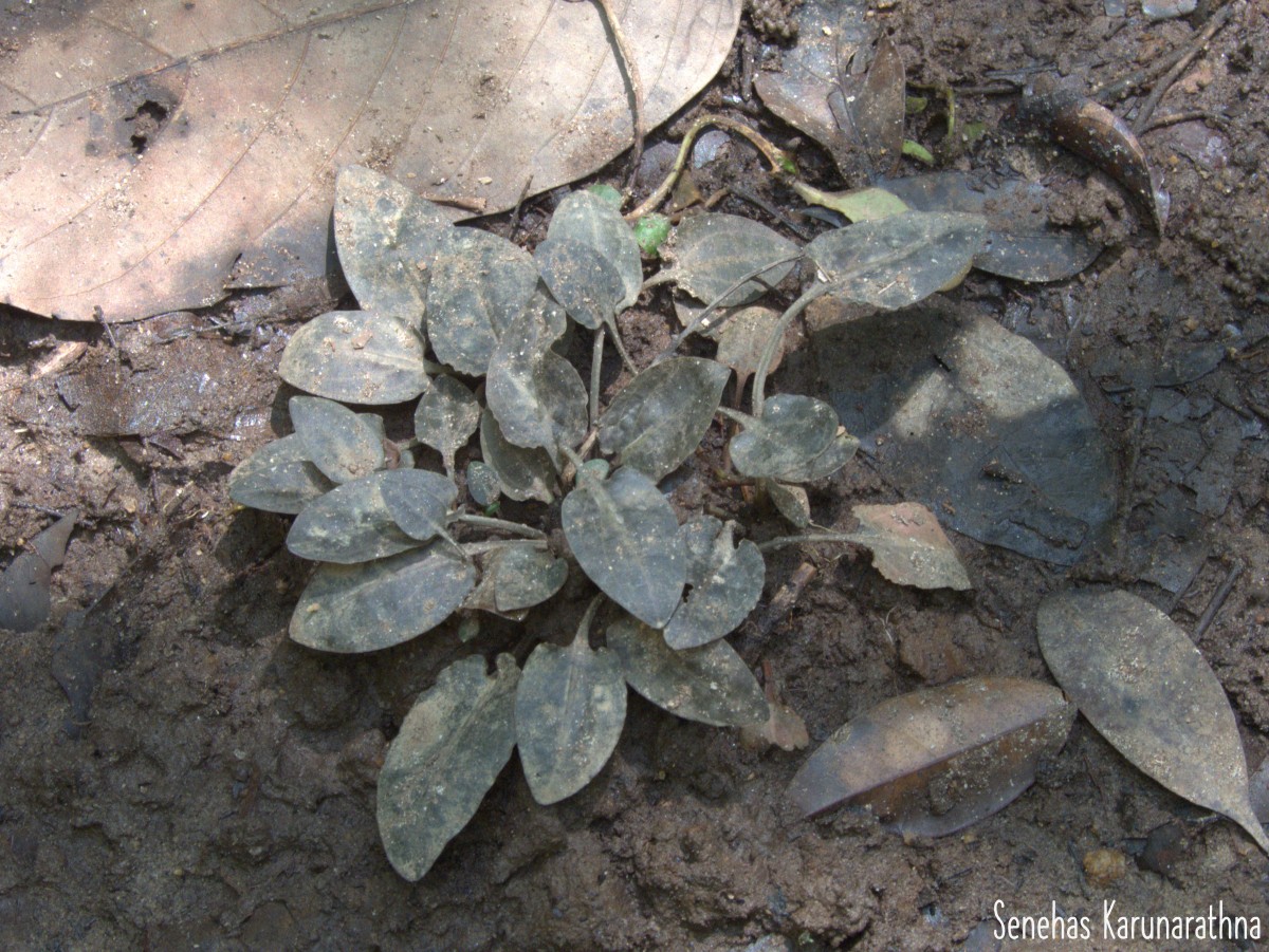 Cryptocoryne alba de Wit