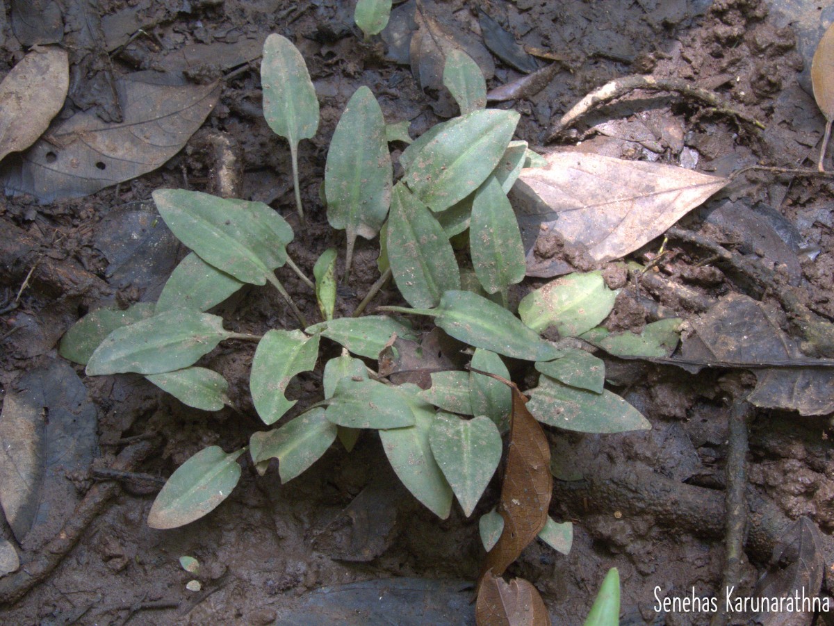 Cryptocoryne alba de Wit