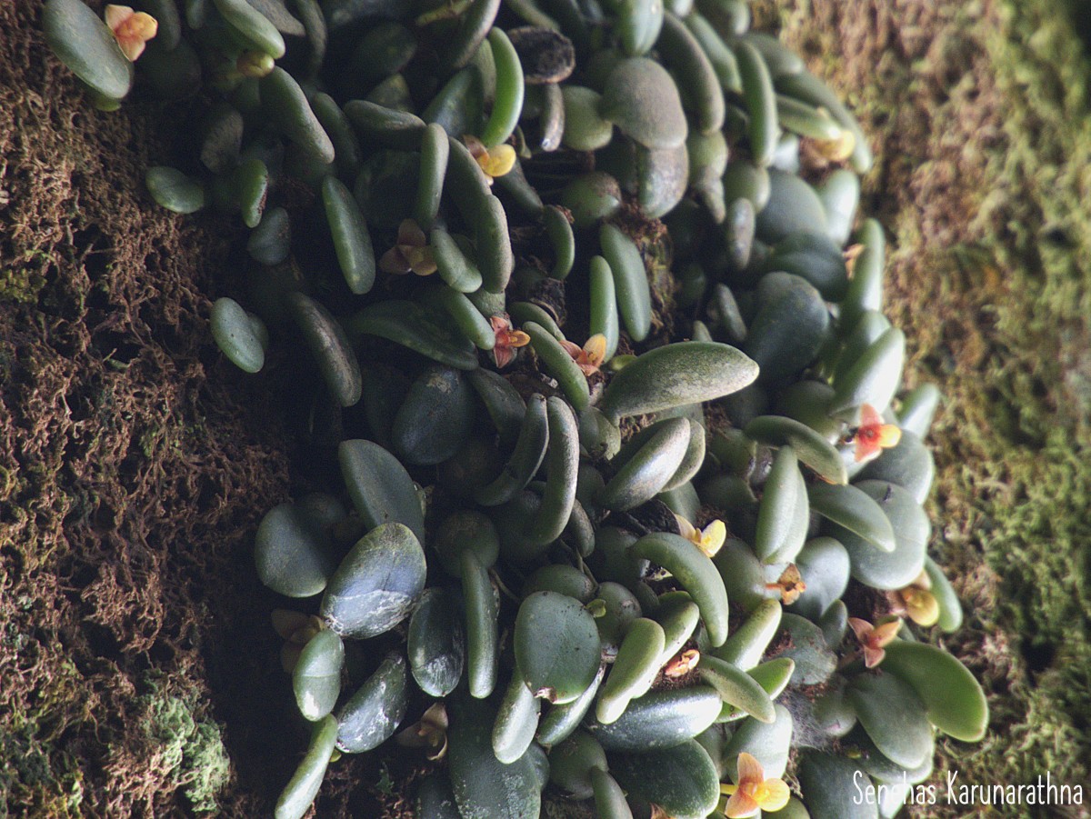 Bulbophyllum crassifolium Thwaites ex Trimen