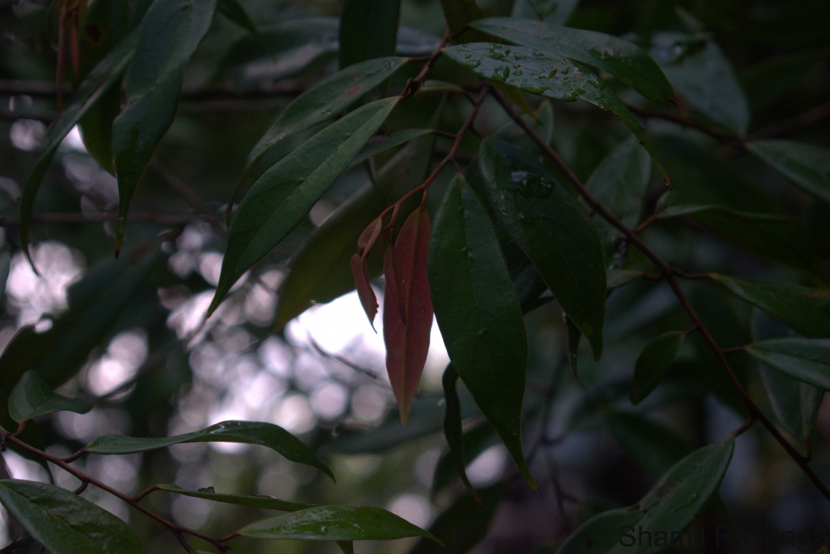 Cleistanthus ferrugineus (Thwaites) Müll.Arg.