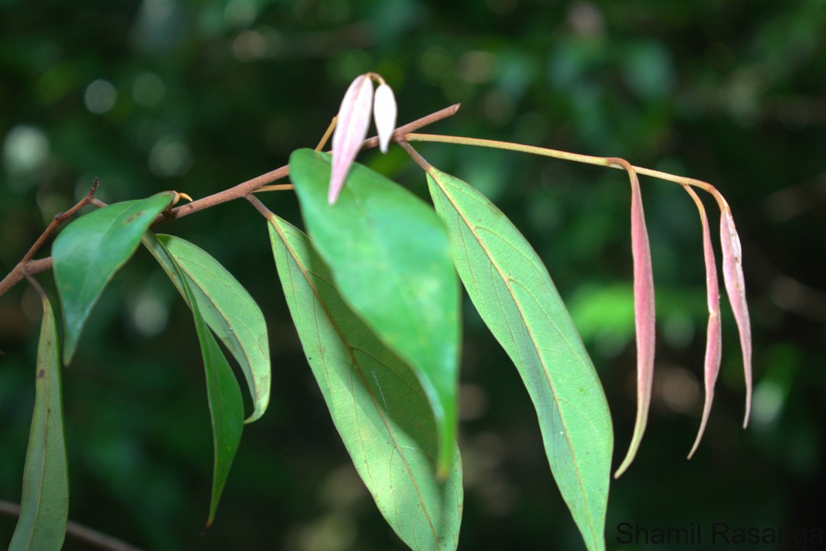 Cleistanthus ferrugineus (Thwaites) Müll.Arg.