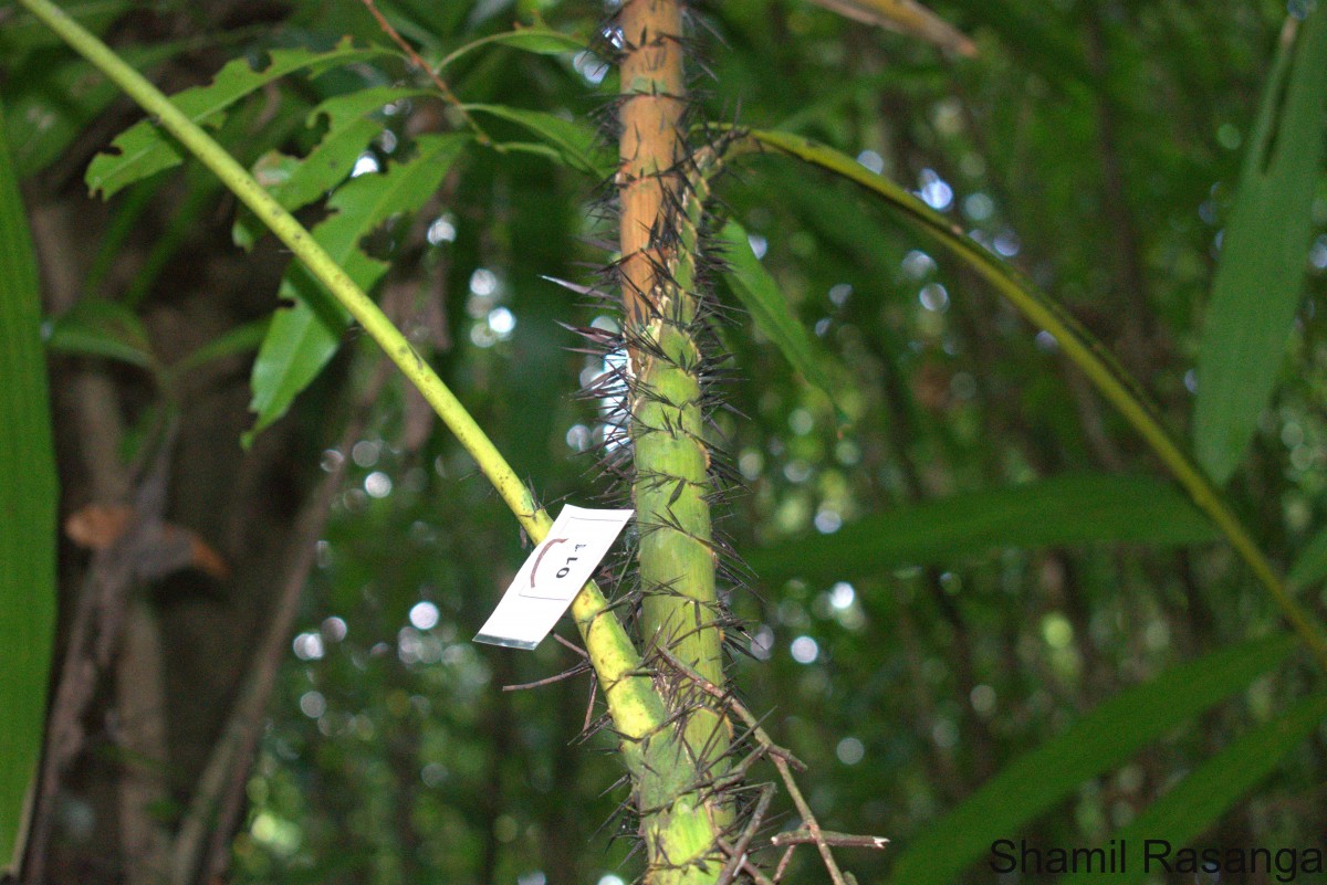 Calamus thwaitesii Becc.