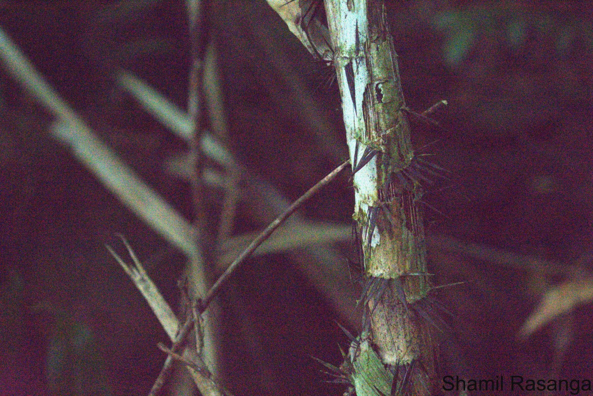 Calamus thwaitesii Becc.