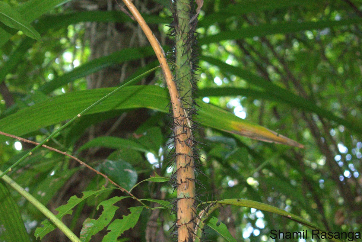 Calamus thwaitesii Becc.