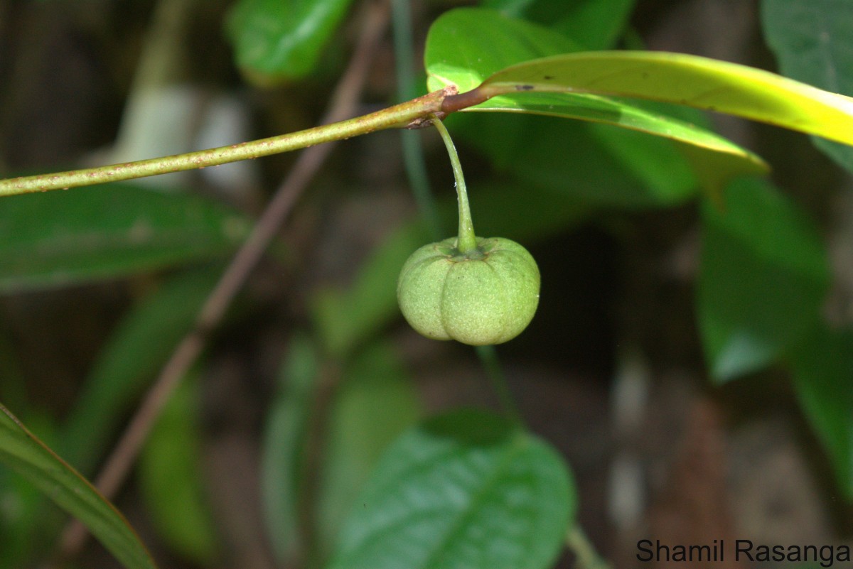 Actephila excelsa (Dalzell) Müll.Arg.