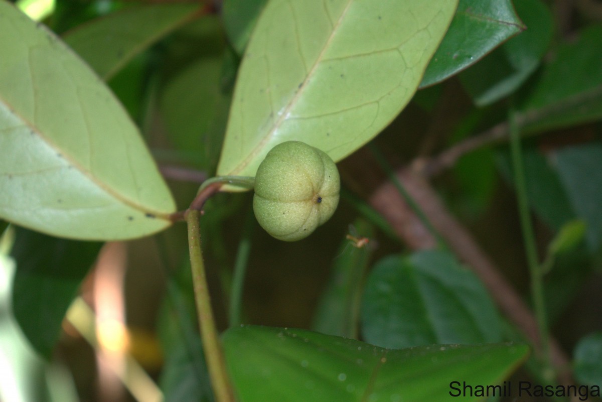 Actephila excelsa (Dalzell) Müll.Arg.