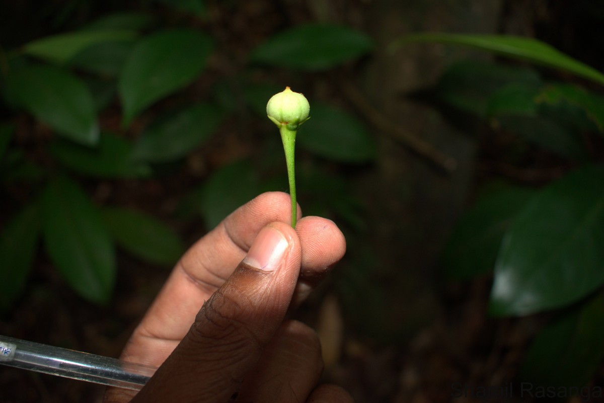 Actephila excelsa (Dalzell) Müll.Arg.