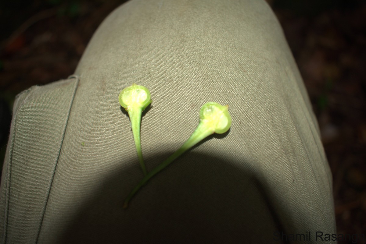 Actephila excelsa (Dalzell) Müll.Arg.