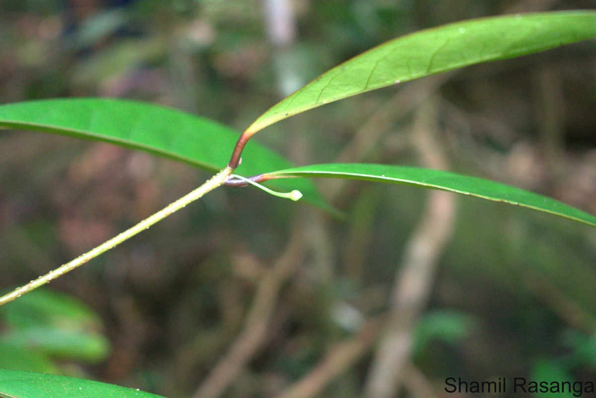 Actephila excelsa (Dalzell) Müll.Arg.
