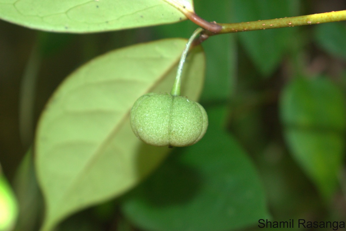 Actephila excelsa (Dalzell) Müll.Arg.