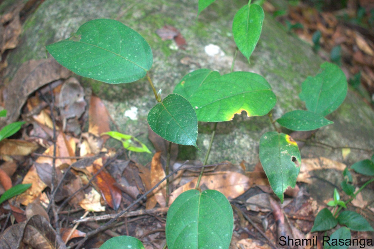 Ficus laevis Blume