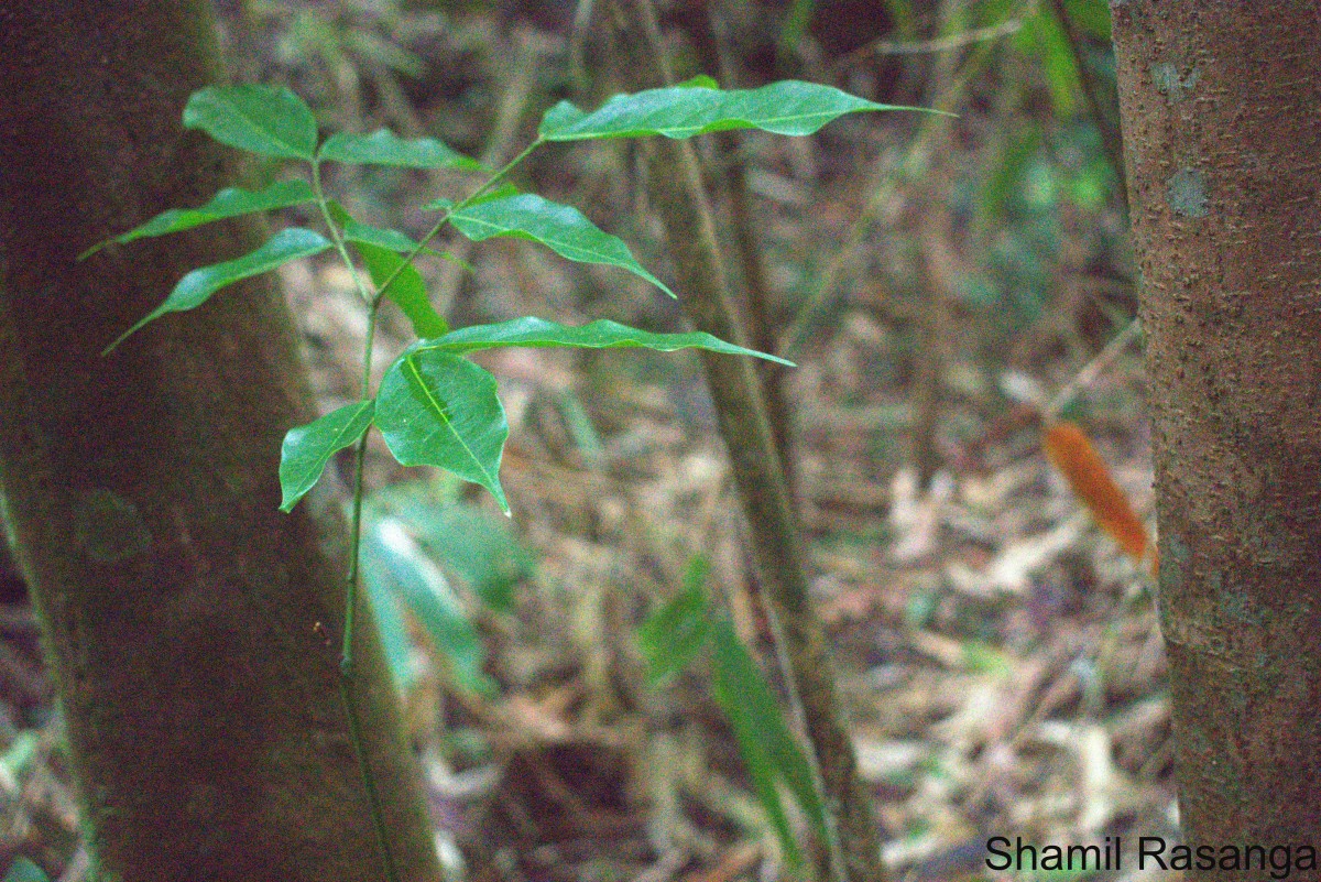 Archidendron bigeminum (L.) I.C.Nielsen