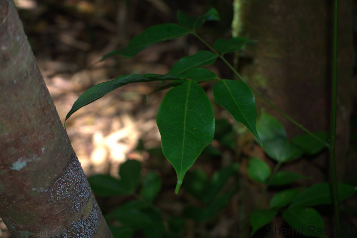 Archidendron bigeminum (L.) I.C.Nielsen