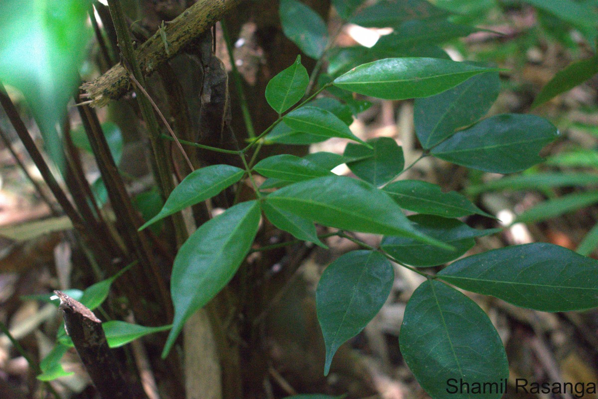 Archidendron bigeminum (L.) I.C.Nielsen