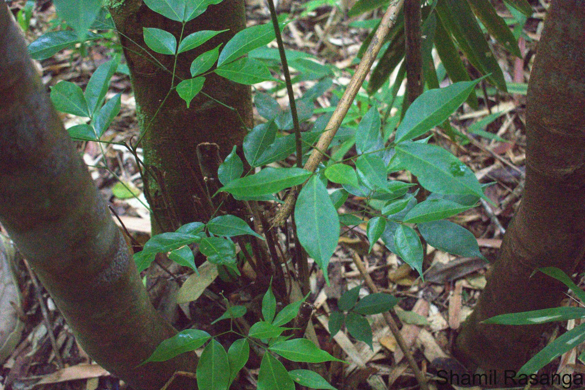 Archidendron bigeminum (L.) I.C.Nielsen