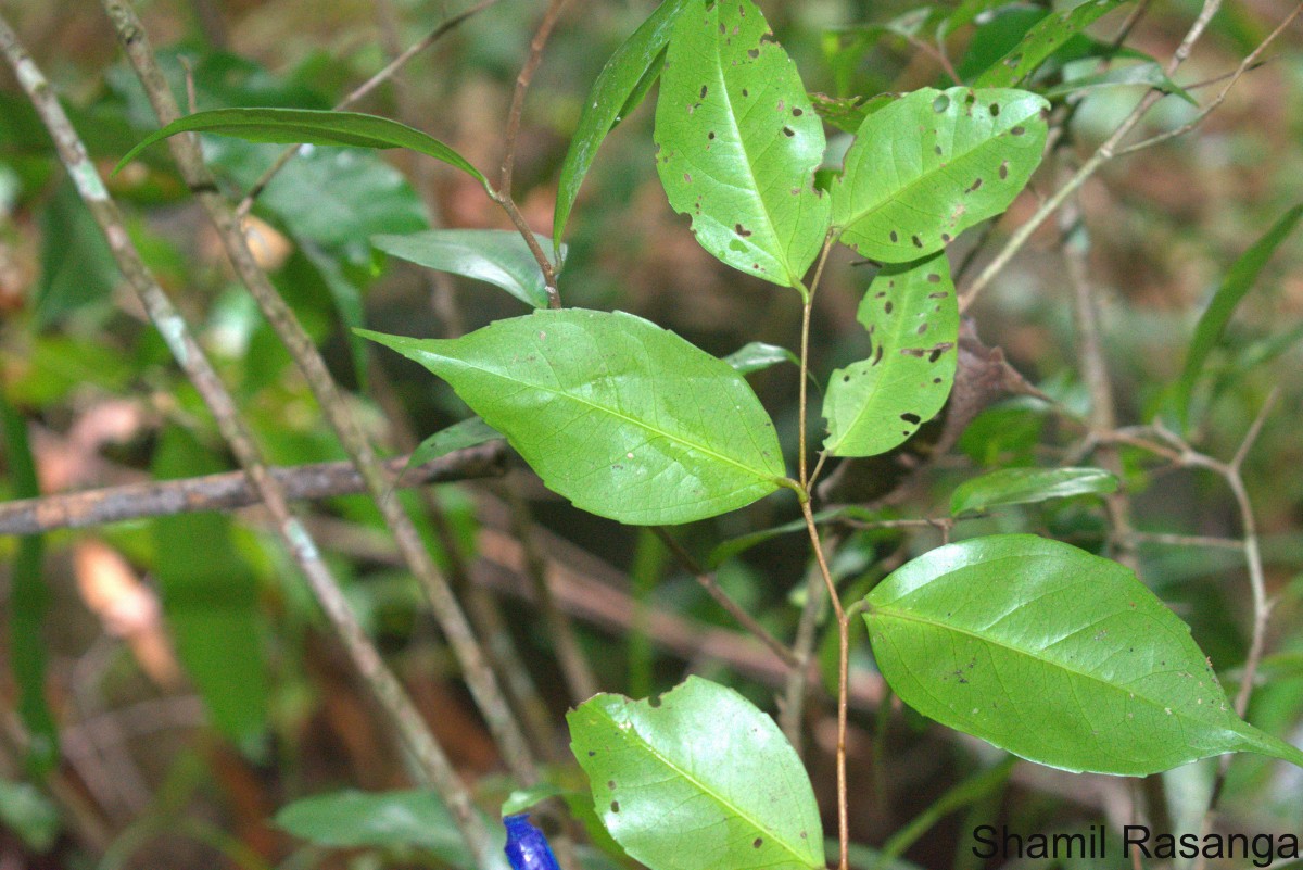 Scolopia pusilla Willd.